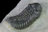 Austerops Trilobite - Nice Eye Facets #138955-4